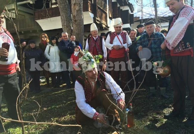 Зарязаха лозите във Враца