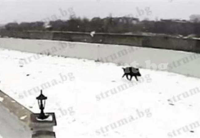 Шок и ужас в Банско: 200-килограмов глиган обикаля улиците