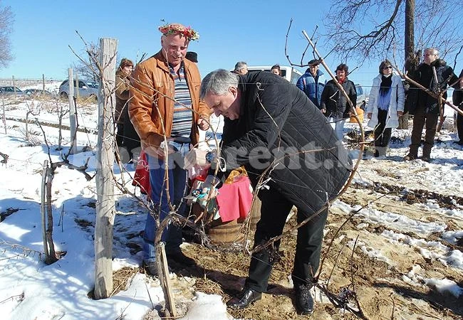 Ивайло Калфин заряза лозята в Типченица