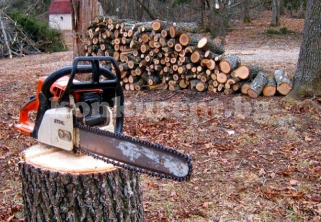 Задържаха лесовъд за незаконна сеч