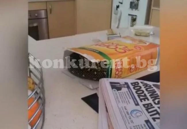 Австралиец откри двуметров питон в кутия за суха закуска