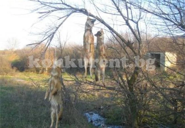 Скандални снимки на обесени чакали разлютиха фейсбук (18+)