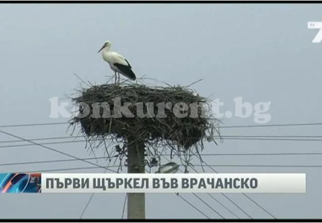 Първият щъркел долетя във Врачанско