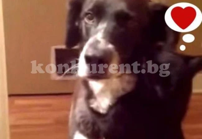 Котарак горещо прегръща куче след дълга раздяла /ВИДЕО/