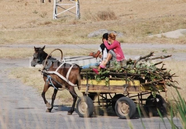 Две жени от Бъркачево задигнаха 1 кубик дърва