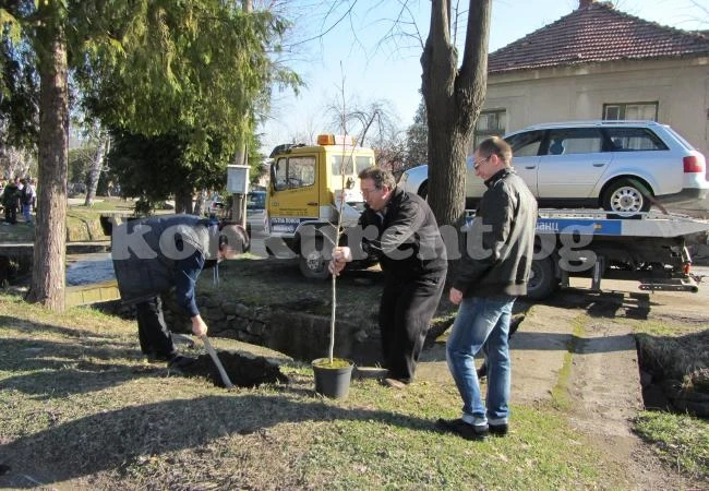 Димитранка Каменова и общинари засадиха 80 дръвчета в Берковица