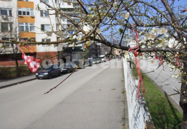 Дръвчетата във Враца се окичиха с мартеници