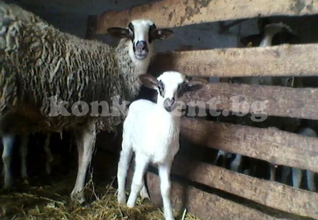 Апаш задигна овца и агне
