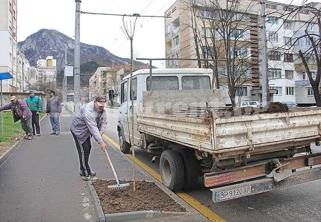 Садят явори във Враца 