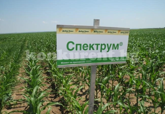 Чист старт за слънчогледа, царевицaта и популярните бобови с почвените хербициди на БАСФ