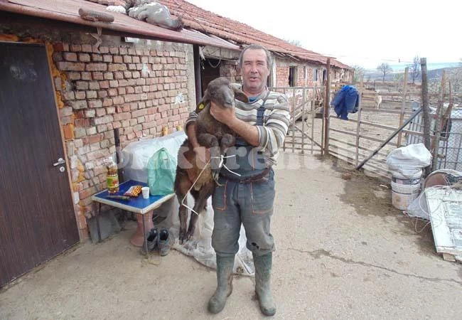 Ядем родно агне за празниците
