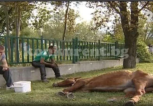 Огоста влачи кон с каруца десетки метри