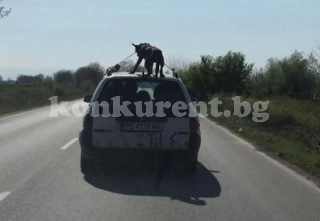 Нова гавра с животно - вързаха куче на покрива на движеща се кола