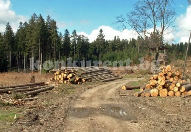 Горски и ченгета засякоха незаконно отсечени дървета