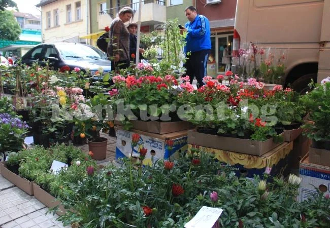 Търговията на цветя във Враца цъфти