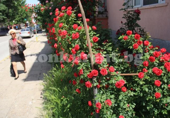 Врачани оградиха блока си с розова стена