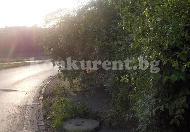 Насред градската джунгла във Враца