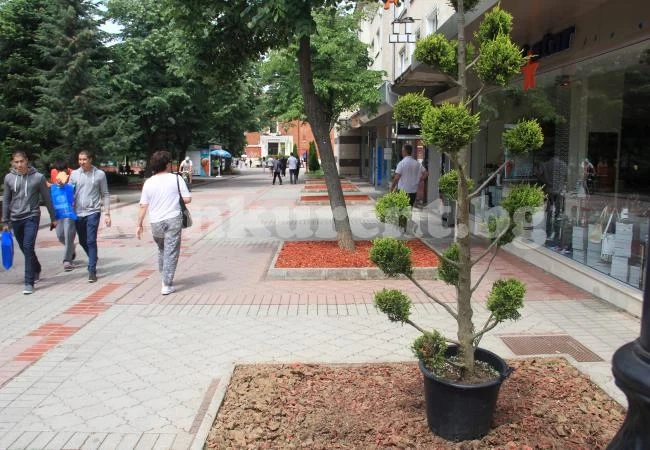 Засаждат кипариси в центъра на Враца