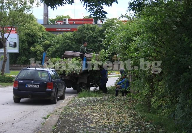 Премахнаха джунглата във Враца