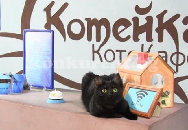 Откриха публичен дом за котки