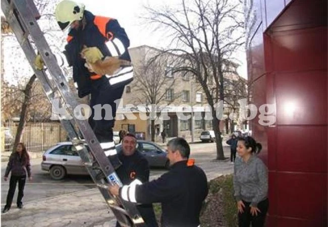 Пожарникари спасиха котка в Монтана