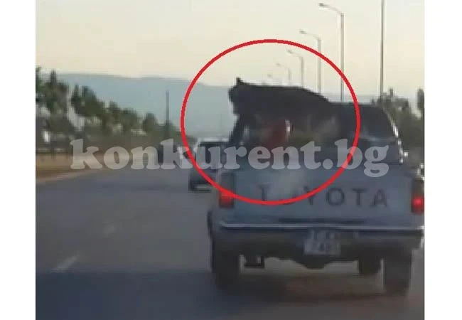 Стопанин върза куче, за да не литне
