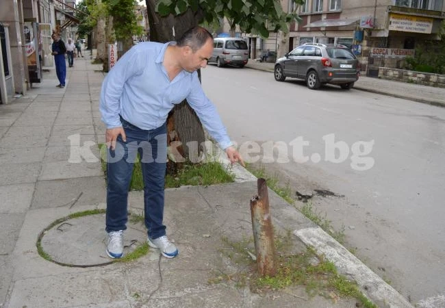 Стършели подлудиха Мездра
