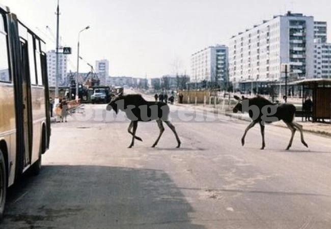 Два агресивни лоса стряскат хората в Рига