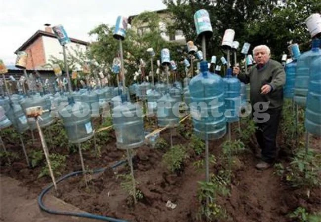 Отглеждане на домати в оранжерия, направена от пластмасови шишета