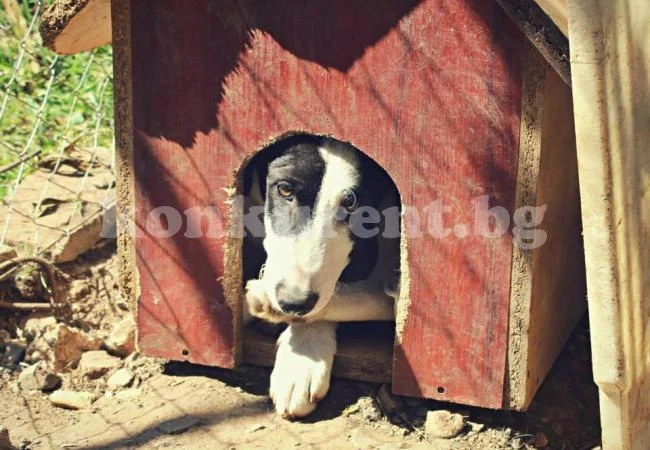 Питаха кмета на Враца за кучета настанени в общинска база
