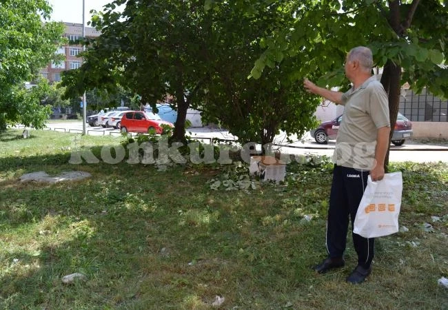 Продължават да кършат липите във Враца