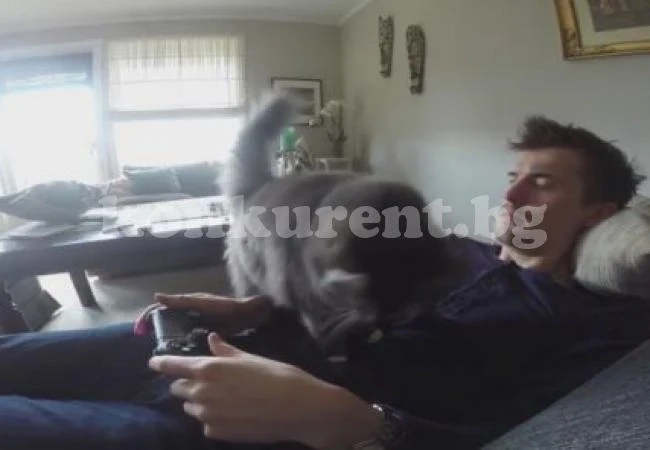 Ревнива котка не дава на стопанина си да се залисва с PlayStation