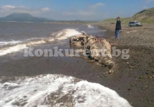 Морето изхвърли странно космато същество
