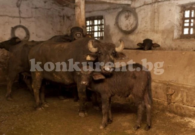 Откраднаха животни от стопанска постройка в Баница