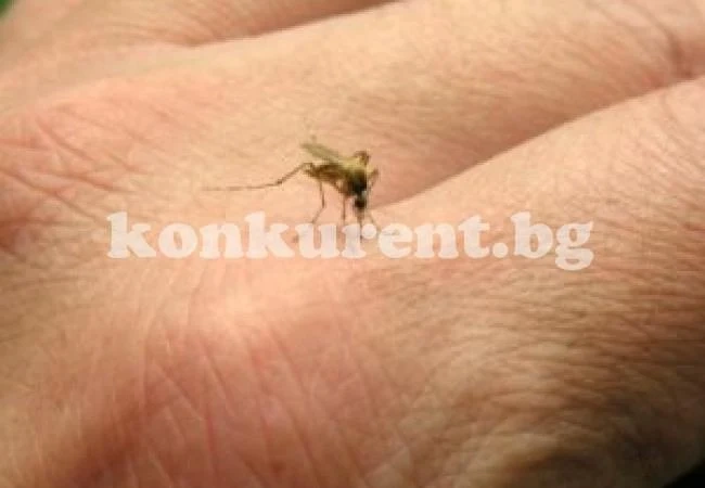 Комари тормозят жителите на Видин