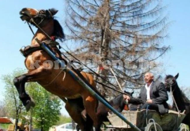 Подплашен кон потроши три деца