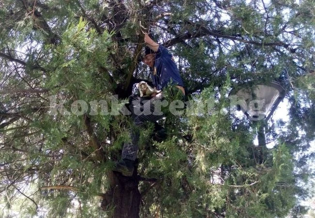 Спелеолог катери дърво в „Калето“ заради коте
