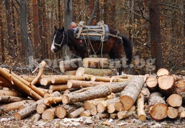 Изсекоха 16 дъба погрешка