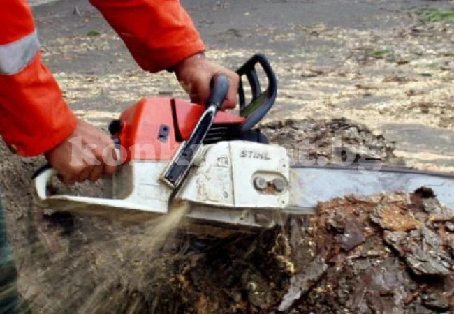 Спипаха нелегални дървосекачи