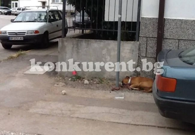Питбул нападна момиче във Враца, вързаха го за стълб
