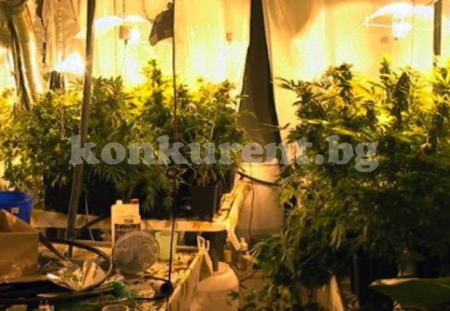 Удар на врачанските ченгета! Разкриха нарколаборатория