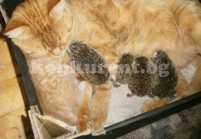 Грижовна майка: Котка с едно котенце кърми и 4 таралежчета сирачета