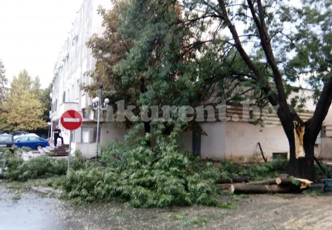 Порой прекърши дървета в Монтана