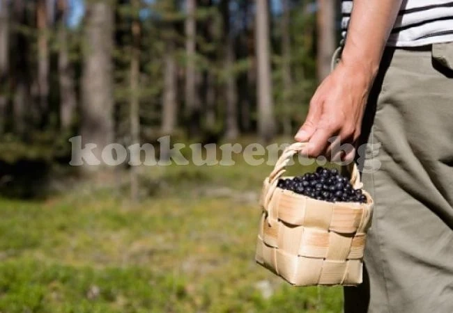 Ромски босове прибират парите на гурбетчиите ни