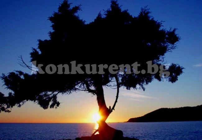 Какво дърво сте според рождената ви дата?