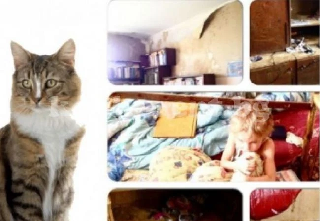 Майка предпочете 20-те котки пред децата си