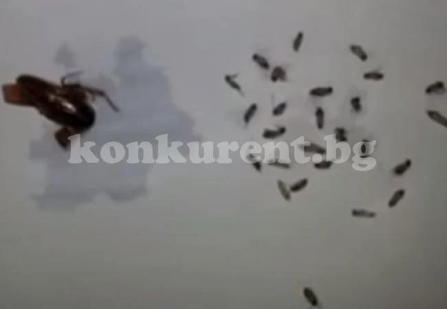 Момче отиде на рутинен преглед, откриха 26 хлебарки в ухото му