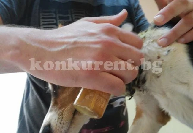 Стряскащи снимки: Поредното ужасяващо зверство над куче във Враца