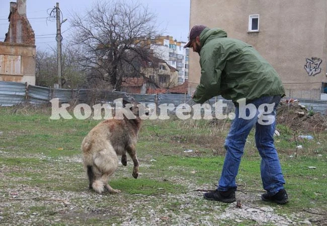  Хайка търси кучето, нахапало дете 