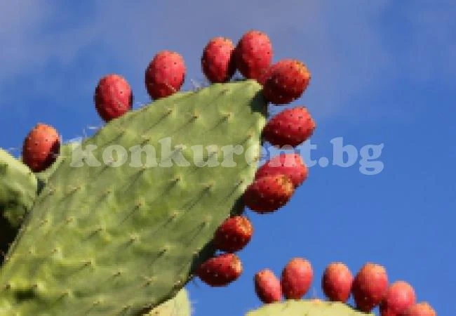 8 зеленчука, за които никога не сте чували